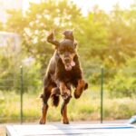 ASPA | Un nou târg de adopții în Parcul Titan, la Hello Doggie Festival. FOTO: petscats.ro