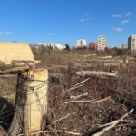 „Masacrul” din Parcul IOR | Peste 87% din amenzile date de Poliția Locală pentru tăierile ilegale de arbori au fost contestate în instanță. Foto: Arhivă via Cătălin Anghel-Dimache