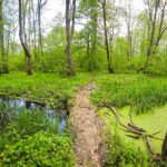 Societatea civilă solicită includerea Centurii Verzi București-Ilfov în Programul de Guvernare. Foto: Pădurea Balotești și râul Vlăsia, parte din viitoarea Centură Verde București-Ilfov