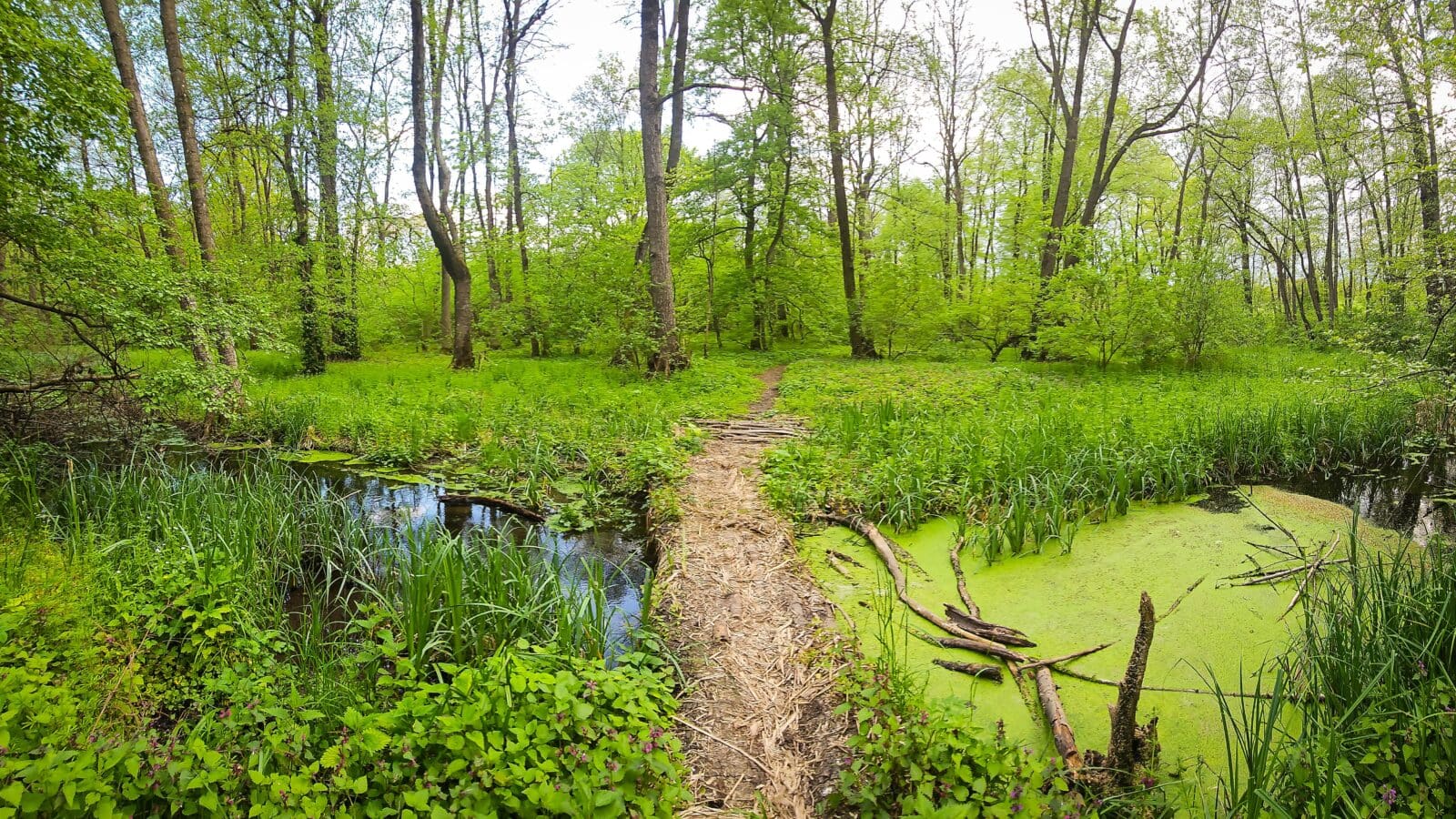 Societatea civilă solicită includerea Centurii Verzi București-Ilfov în Programul de Guvernare. Foto: Pădurea Balotești și râul Vlăsia, parte din viitoarea Centură Verde București-Ilfov