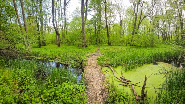Societatea civilă solicită includerea Centurii Verzi București-Ilfov în Programul de Guvernare. Foto: Pădurea Balotești și râul Vlăsia, parte din viitoarea Centură Verde București-Ilfov