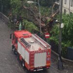 copac uriaș a căzut