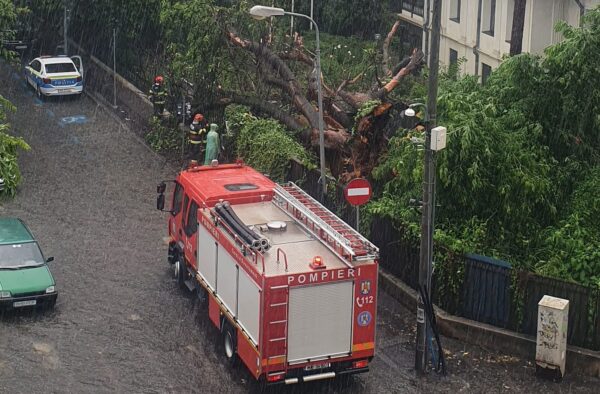 copac uriaș a căzut