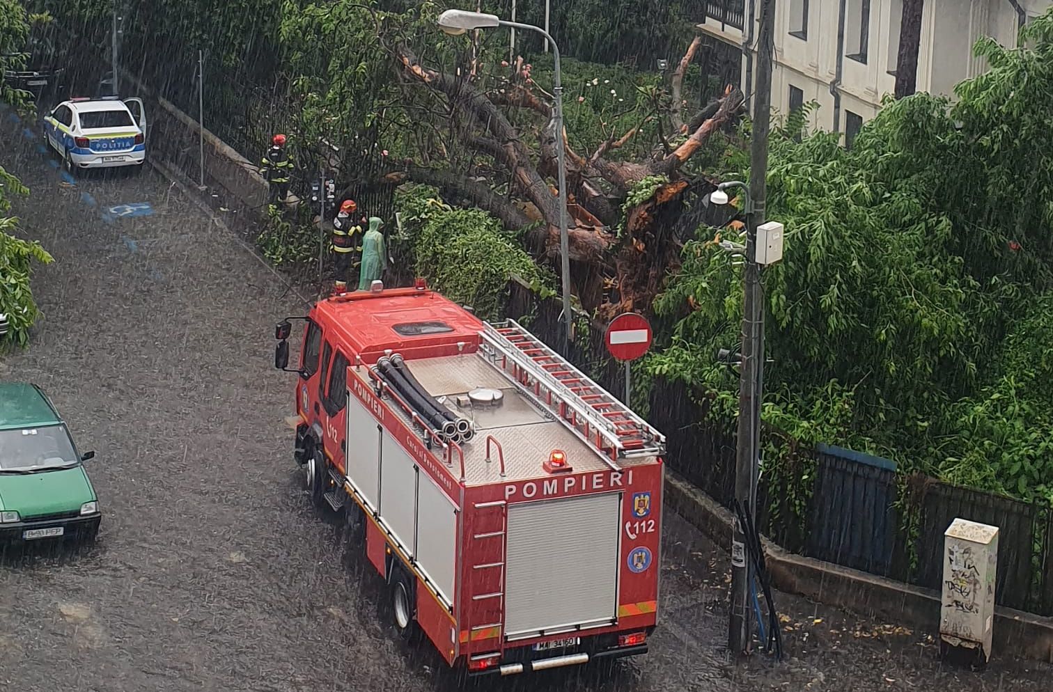 copac uriaș a căzut