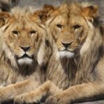 Furtuna de joi seara închide Grădina Zoologica, timp de trei zile. FOTO: bucurestizoo.ro