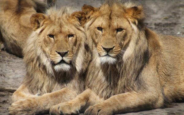 Furtuna de joi seara închide Grădina Zoologica, timp de trei zile. FOTO: bucurestizoo.ro
