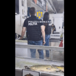 kilograme de pește