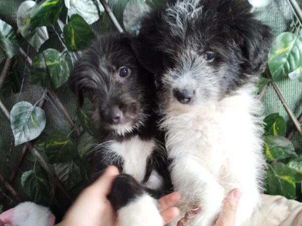 Târg de adopții, sâmbătă, la MINA. Foto: FB/ ASPA