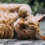 Felinele se întrec, sâmbătă, la „Marea Pisiceală”. FOTO: unsplashed.com