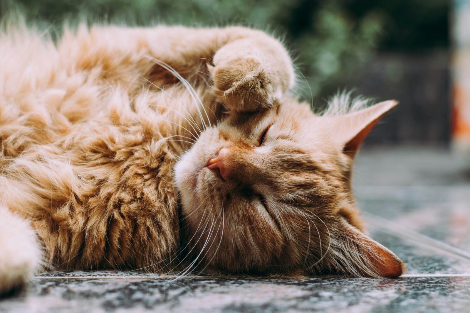 Felinele se întrec, sâmbătă, la „Marea Pisiceală”. FOTO: unsplashed.com