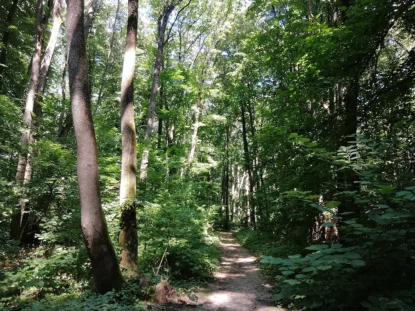 Tur ghidat, în Pădurea Băneasa. FOTO: parculnaturalbucuresti.ro