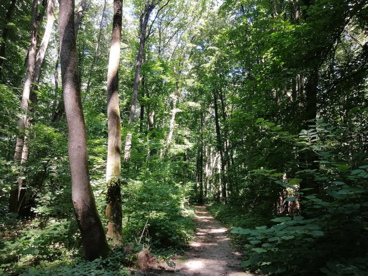 Tur ghidat, în Pădurea Băneasa. FOTO: parculnaturalbucuresti.ro