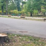 Stejarii de la intrarea în Herăstrău au fost tăiați