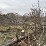 Protest la Primăria Generală și mii de mailuri trimise către consilierii generali, pentru majorarea amenzilor pentru tăierile ilegale. Noi amenzi pentru tăierile ilegale de arbori din Capitală. Foto: Arhivă via Cătălin Anghel-Dimache