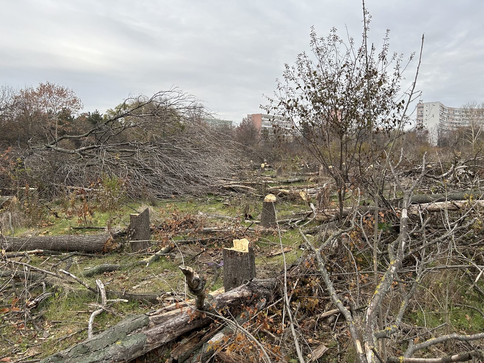 Protest la Primăria Generală și mii de mailuri trimise către consilierii generali, pentru majorarea amenzilor pentru tăierile ilegale. Noi amenzi pentru tăierile ilegale de arbori din Capitală. Foto: Arhivă via Cătălin Anghel-Dimache