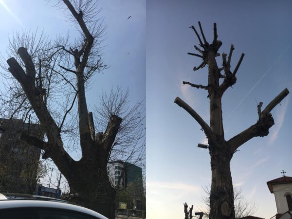 Liber la „toaletare” pentru primăriile de sector. Foto: FB/ Fundația Eco Civica