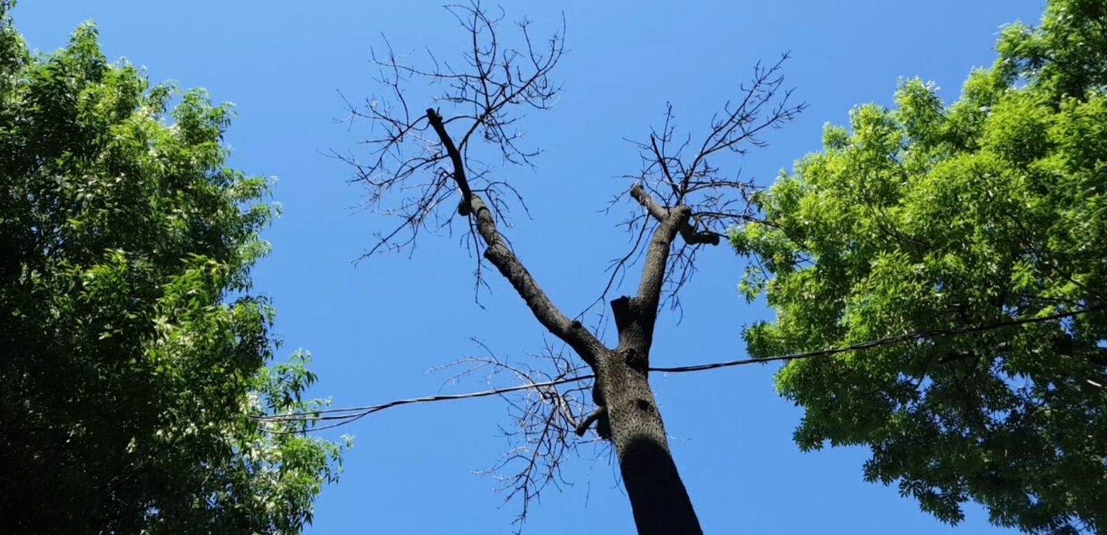 DGASPC Sector 1 a cumpărat sute de copaci cu peste 50.000 de euro. Registrul Verde încă nu există