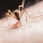 infectare cu virusul West Nile