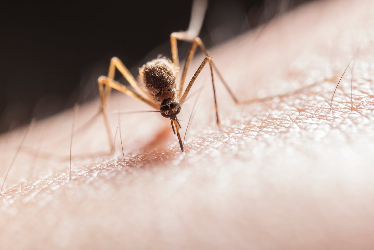 infectare cu virusul West Nile