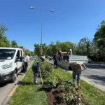 O firmă implicată în amenajarea Parcului Liniei va planta 92.000 de bulbi în Militari și Crângași.
