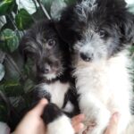 Târg de adopții căței în Complexul Vulcan din Sectorul 5, pe 15 noiembrie