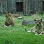 Grădina Zoologică București introduce sistemul STEP HEAR pentru persoanele cu deficiențe de vedere