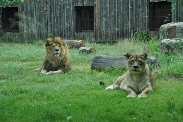 Grădina Zoologică București introduce sistemul STEP HEAR pentru persoanele cu deficiențe de vedere