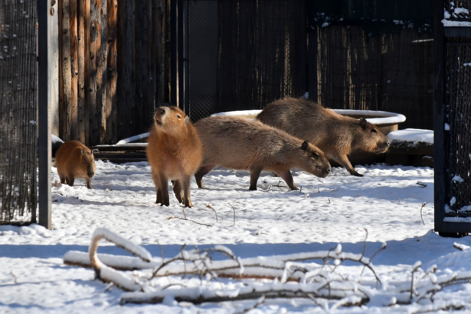 Grădina Zoologică București aproape 100 de vizitatori pe oră