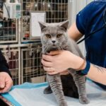 Campanie de sterilizări gratuite pentru pisici