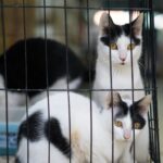 Târg de adopții de pisici în weekend