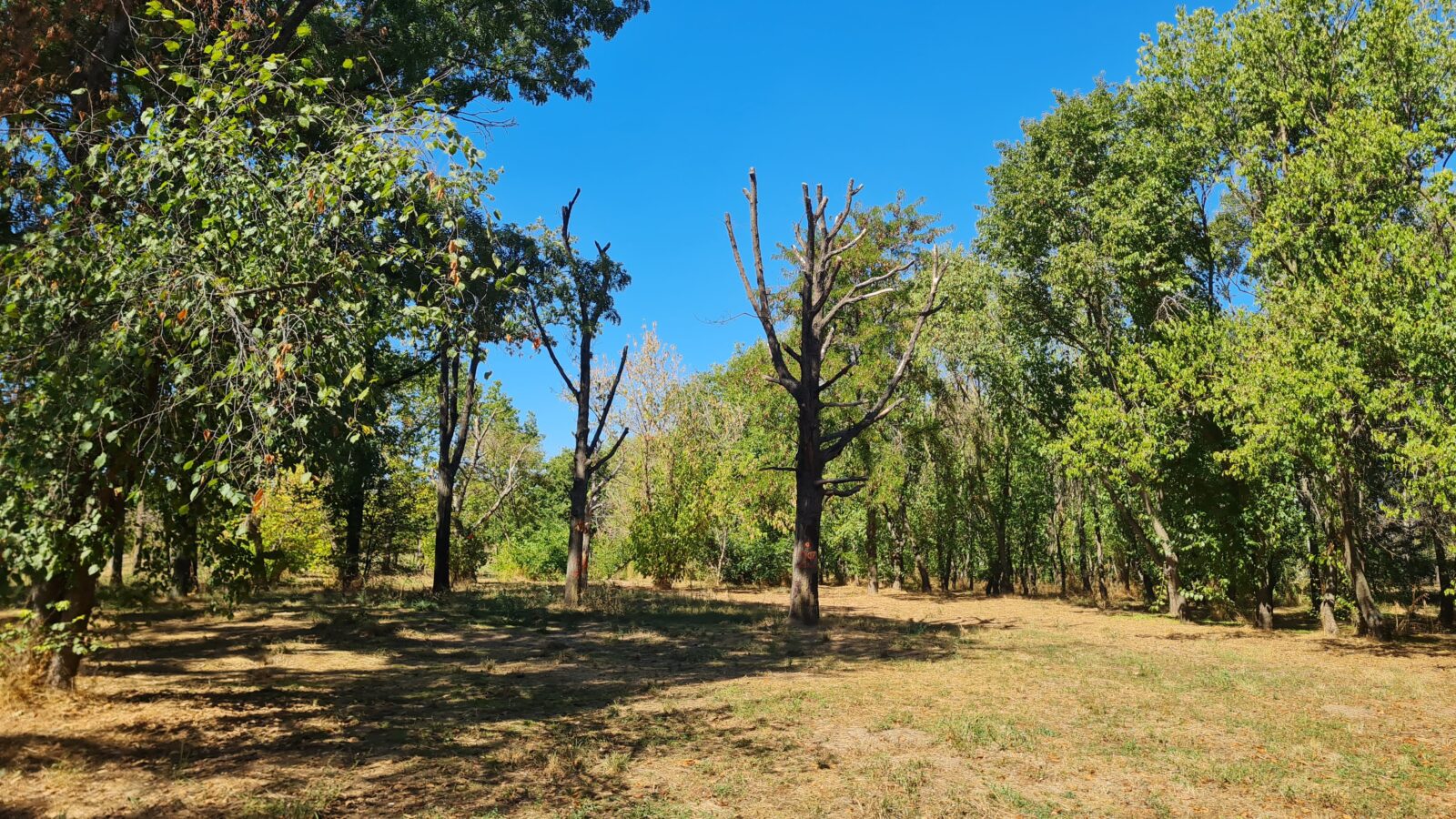 Vegetația din Parcul Tineretului