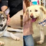ASPA următorul târg de adopții