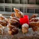 Gripa aviară, confirmată în Ilfov. Foto: Pexels