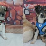 Când are loc primul târg de adopții ASPA din 2026. Câinii sunt deparazitați și microcipați
