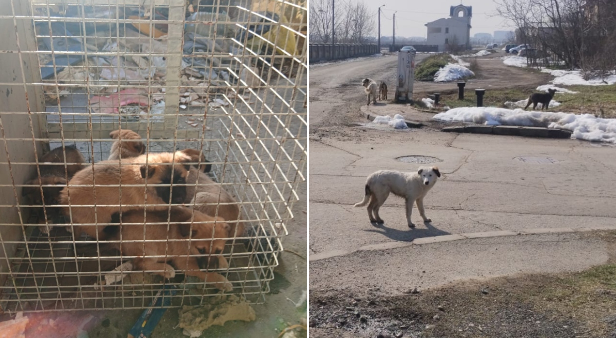 ASPA 61 de câini preluați din toate sectoarele