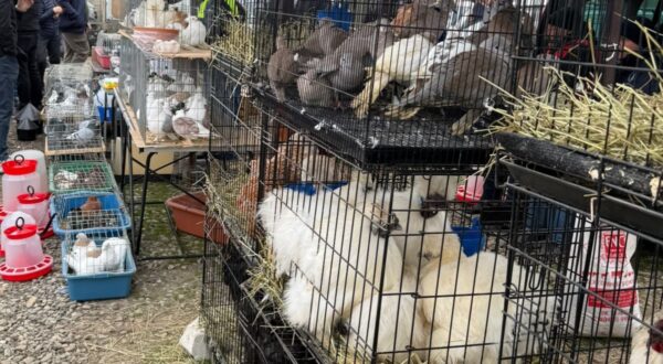Control târgul din Voluntari comerț ilegal de animale
