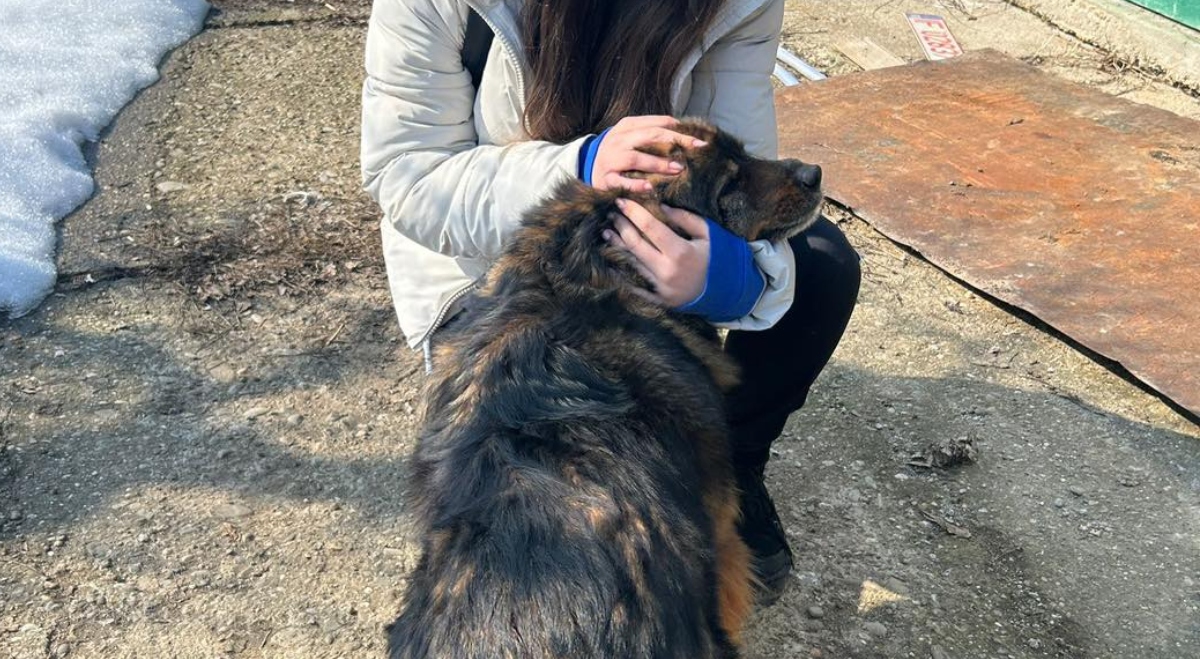 Ilfov | Sterilizare gratuită pentru câinii cu stăpân, în Ciorogârla.Foto: Facebook/Protecția animalelor CJ Ilfov