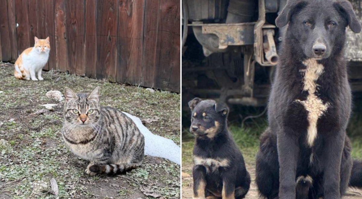 Sterilizări gratuite câini și pisici Ilfov