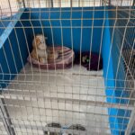 Primul centru public de adopții pentru căței a fost deschis în Ilfov. FOTO: Centrul de Adoptii Ilfov/ Facebook