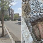 copacii plantați