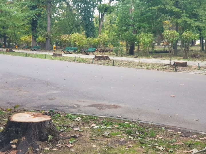 Chestionar pentru Herăstrău. Bucureștenii sunt întrebați cum vor să arate parcul, după restaurare. Foto: Arhivă