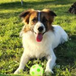 Campania de sterilizări gratuite pentru câinii de rasă comună continuă.