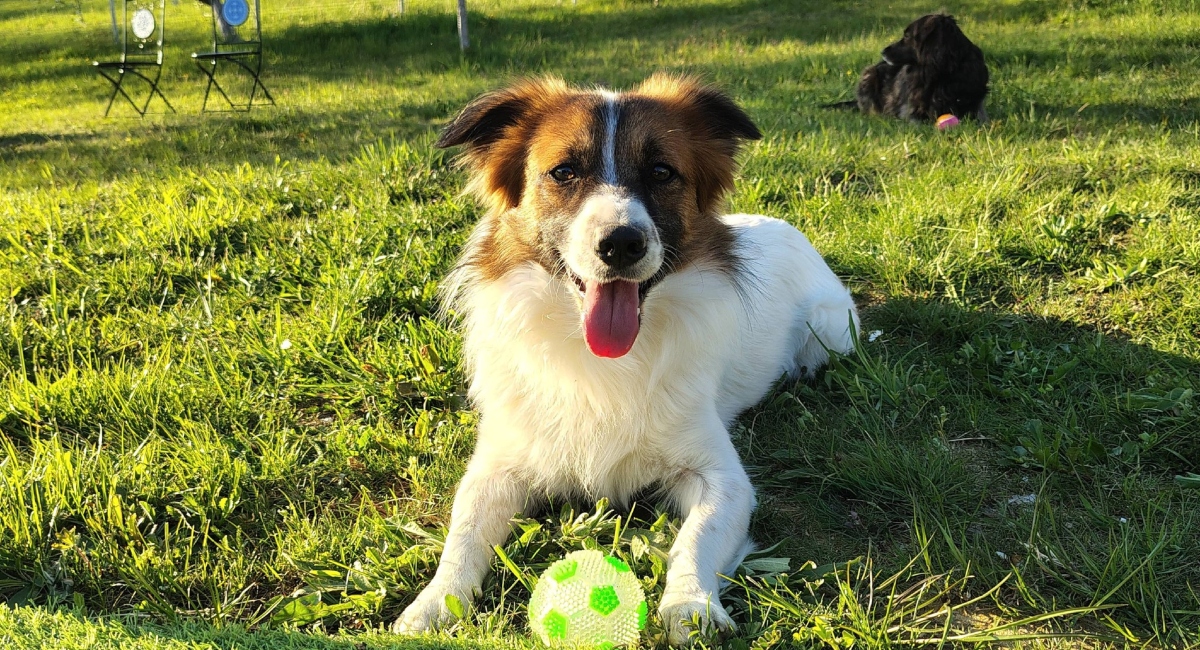 Târgul de adopții ASPA anulat