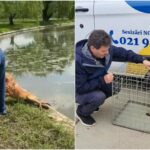 Bărbat din București, acuzat că ar fi încercat să își înece câinele în Parcul Tineretului. A fost deschis un dosar penal
