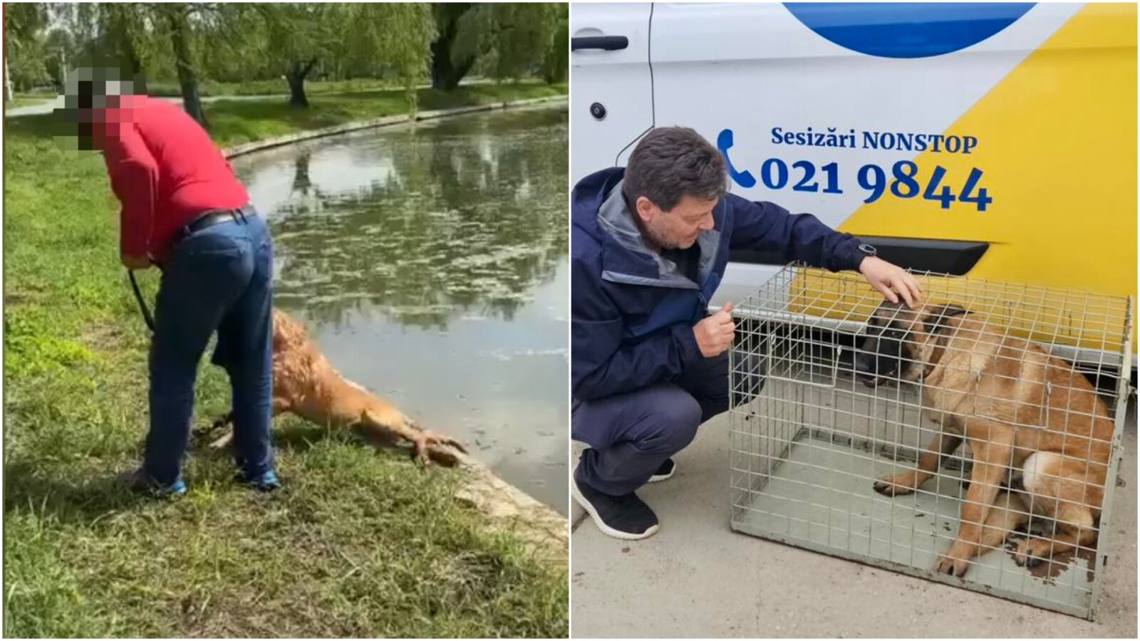 Bărbat din București, acuzat că ar fi încercat să își înece câinele în Parcul Tineretului. A fost deschis un dosar penal
