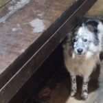 animale salvat