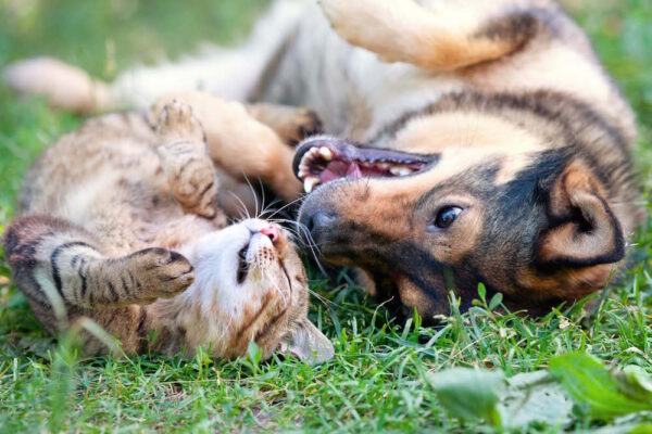 Târg de adopții în Parcul Plumbuita. Foto: Arhivă