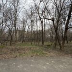 Dispar copacii din Parcul Herăstrău: Peste 30% dintre arbori au fost pierduți în doar doi ani, între 2023 - 2025