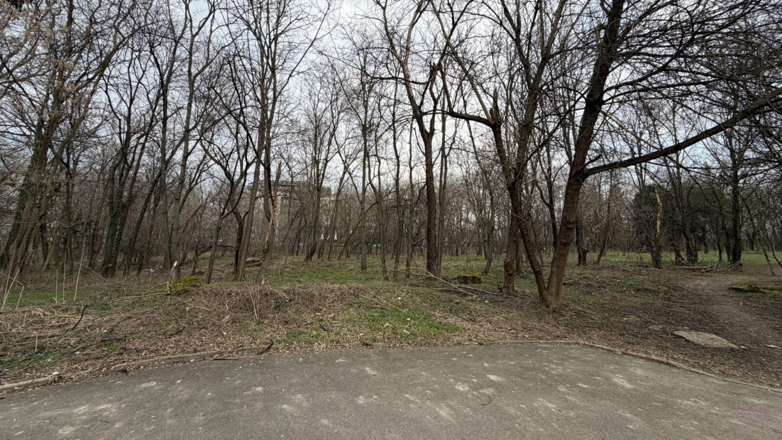 Dispar copacii din Parcul Herăstrău: Peste 30% dintre arbori au fost pierduți în doar doi ani, între 2023 - 2025