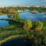 PMB organizează o acțiune de curățare a ambroziei din Parcul Natural Văcărești, sâmbătă | FOTO: PMB